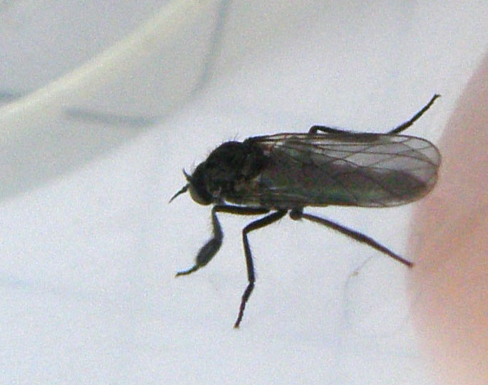 Hilara sp. (Empididae)