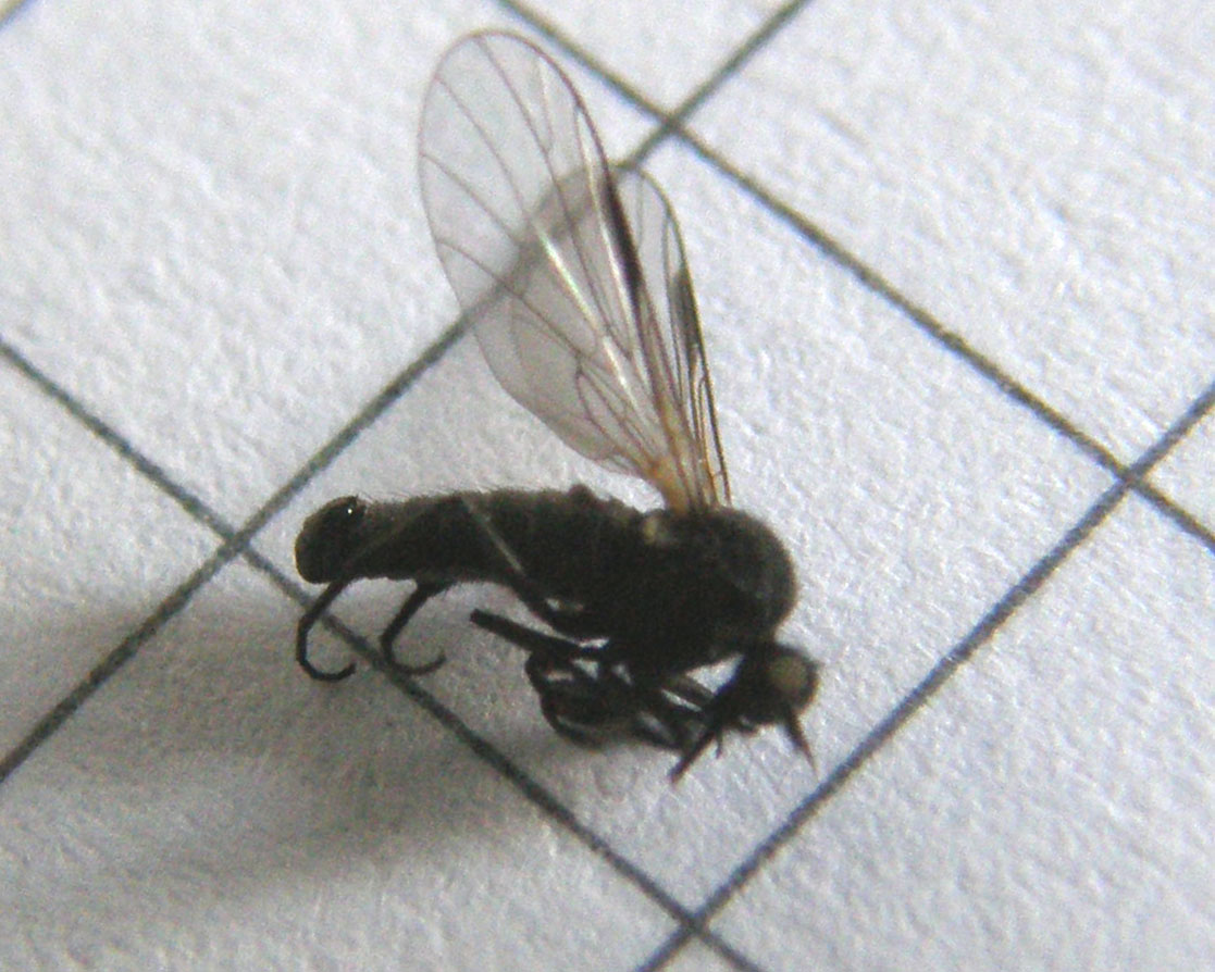 Hilara sp. (Empididae)