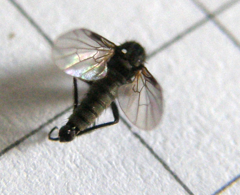 Hilara sp. (Empididae)