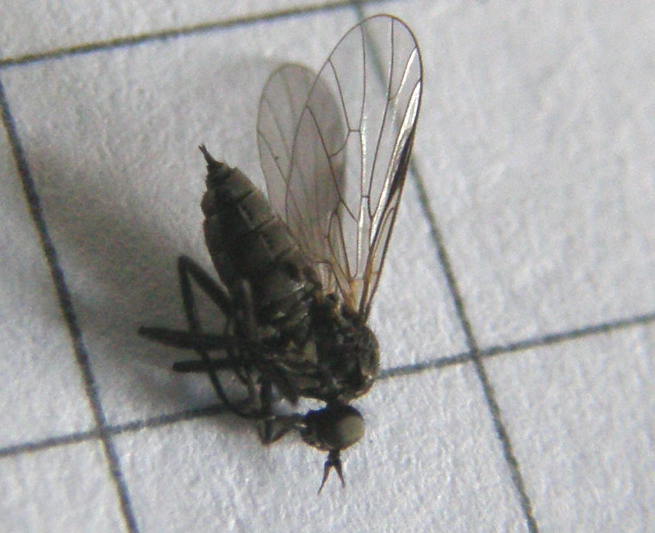 Hilara sp. (Empididae)