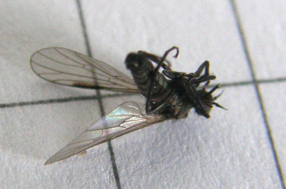 Hilara sp. (Empididae)