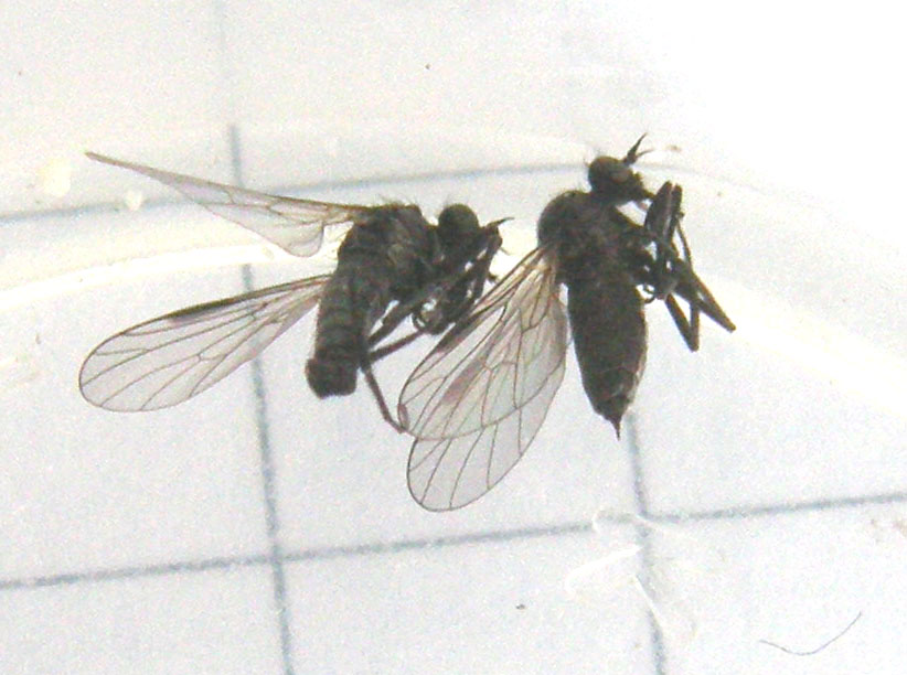 Hilara sp. (Empididae)