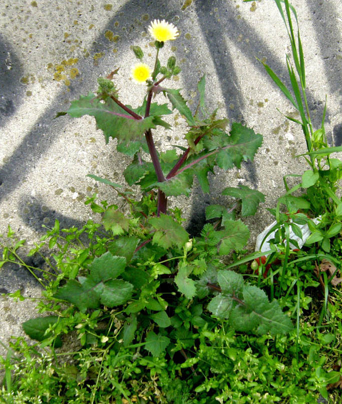 Sonchus oleraceus (con in mezzo acheni di S. asper)