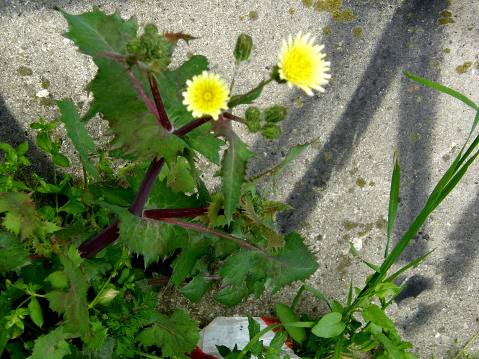 Sonchus oleraceus (con in mezzo acheni di S. asper)