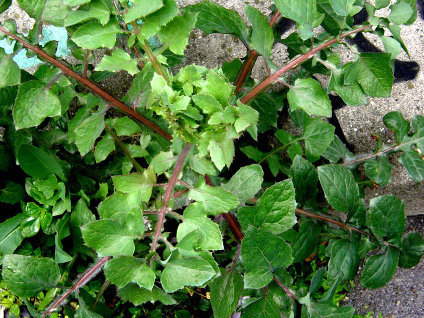 Sonchus oleraceus (con in mezzo acheni di S. asper)