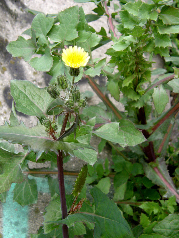 Sonchus oleraceus (con in mezzo acheni di S. asper)