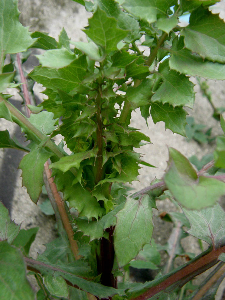 Sonchus oleraceus (con in mezzo acheni di S. asper)