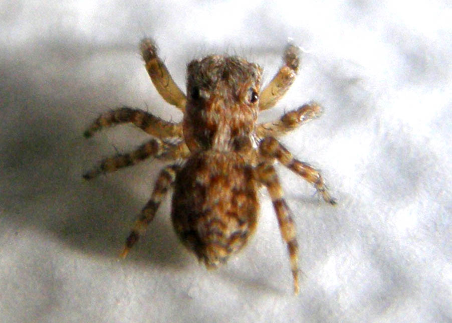 Pseudeuophrys sp.