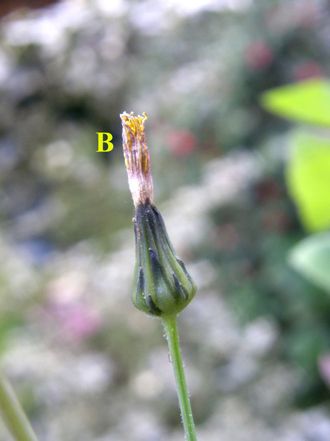 Sonchus oleraceus / Grespino comune