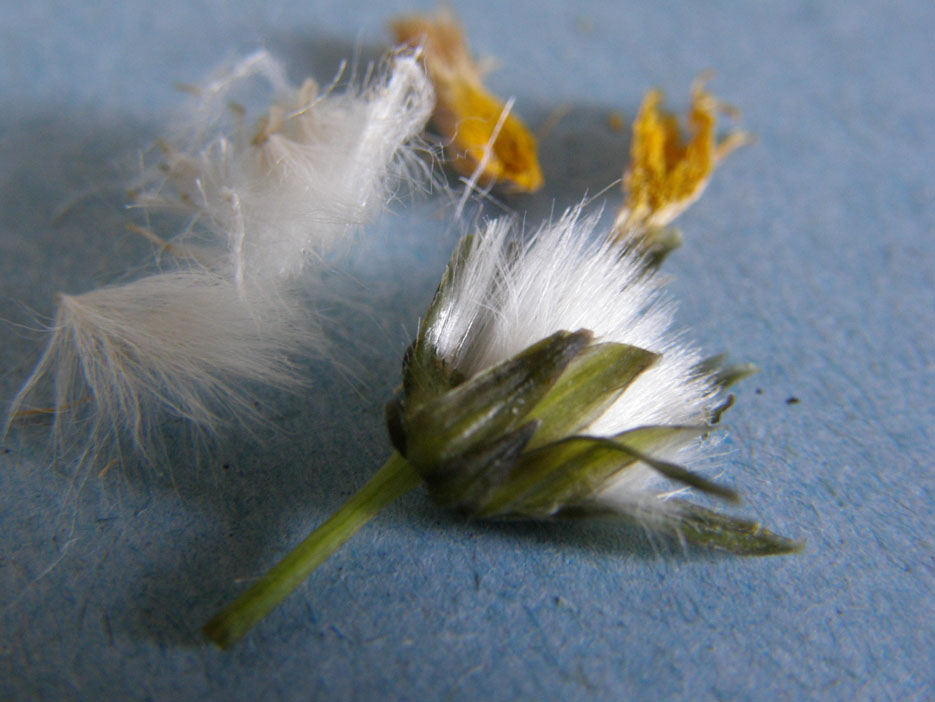 Sonchus oleraceus / Grespino comune