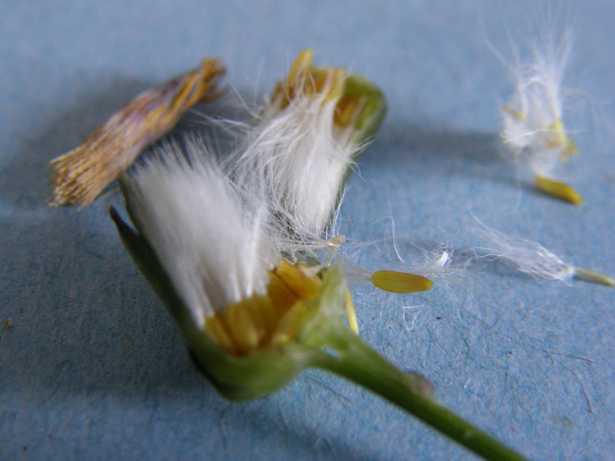 Sonchus oleraceus / Grespino comune