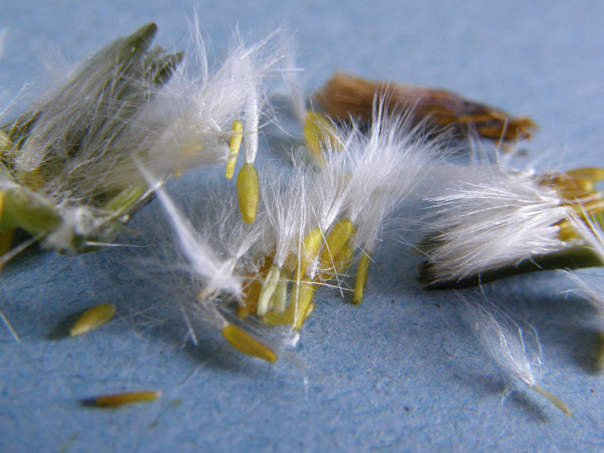 Sonchus oleraceus / Grespino comune