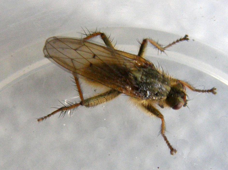 Scathophaga stercoraria (Scathophagidae)