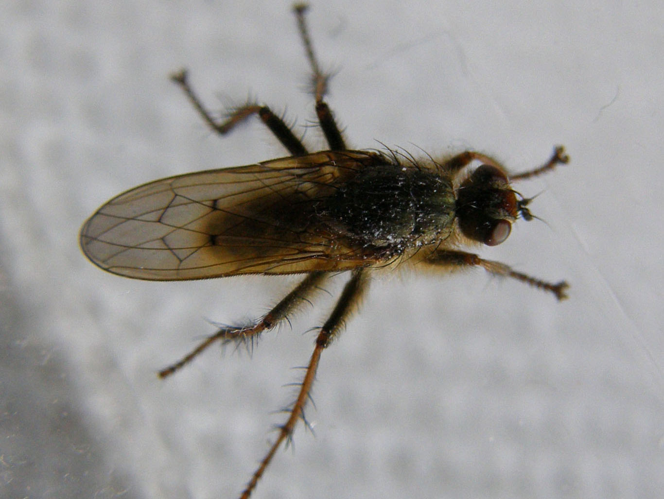 Scathophaga stercoraria (Scathophagidae)