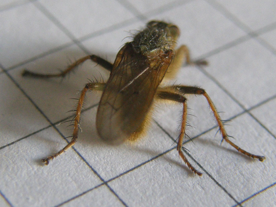 Scathophaga stercoraria (Scathophagidae)