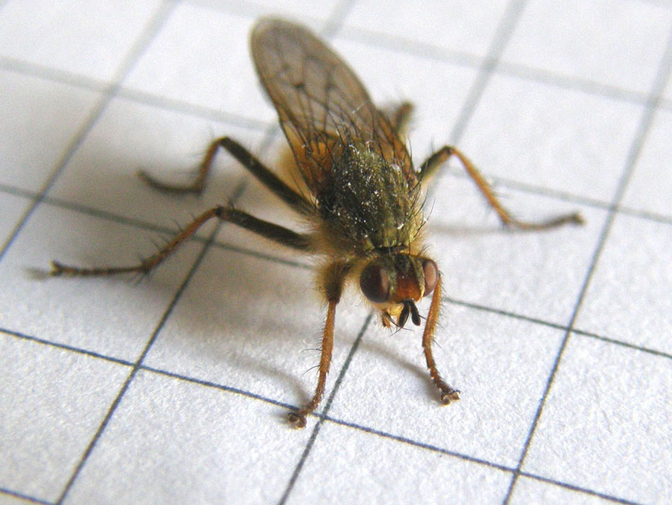 Scathophaga stercoraria (Scathophagidae)