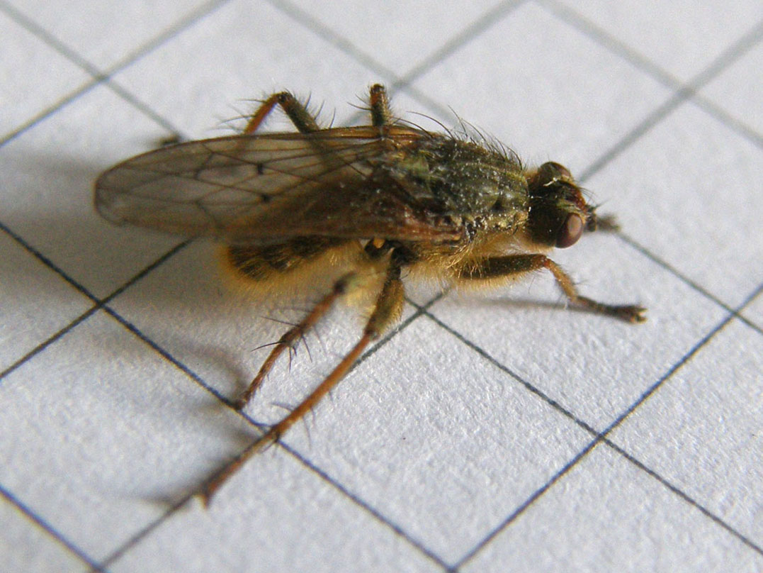 Scathophaga stercoraria (Scathophagidae)