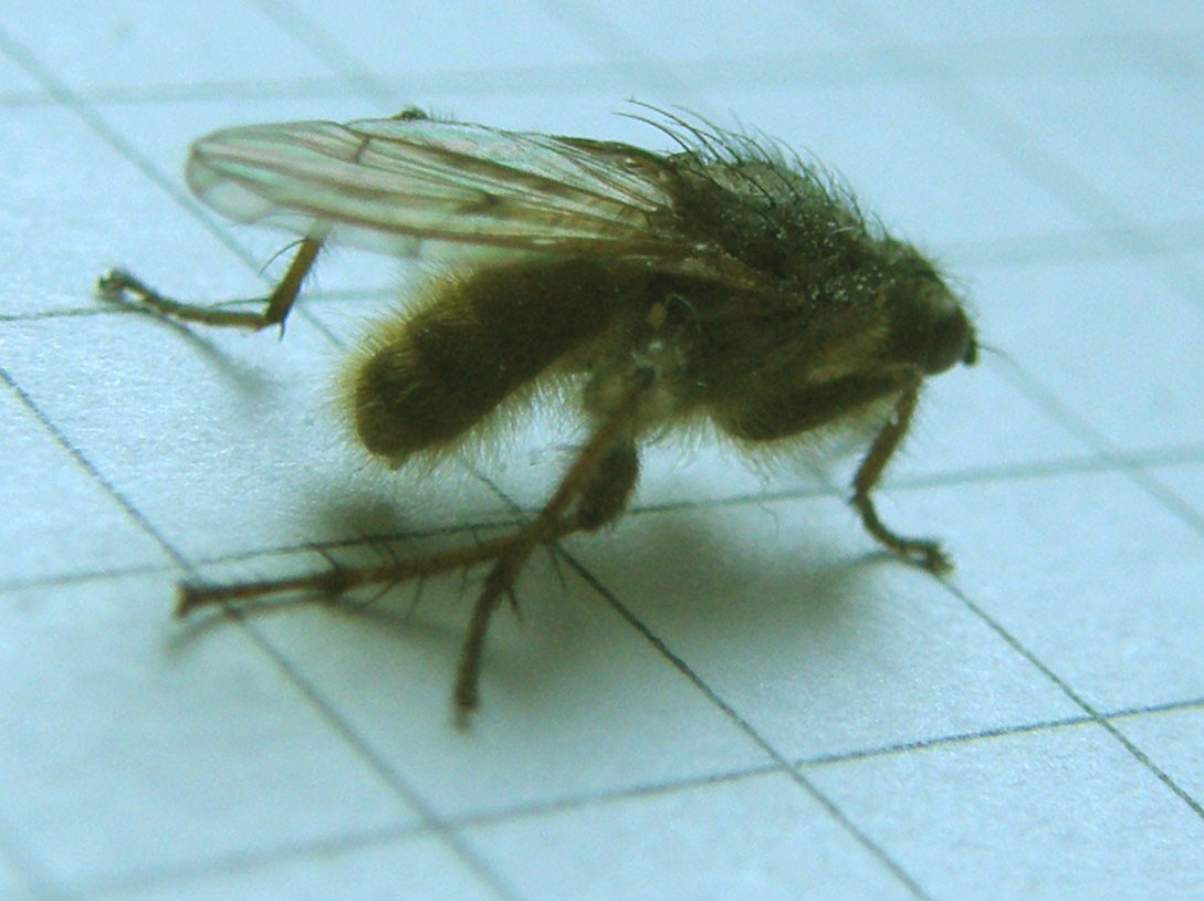 Scathophaga stercoraria (Scathophagidae)