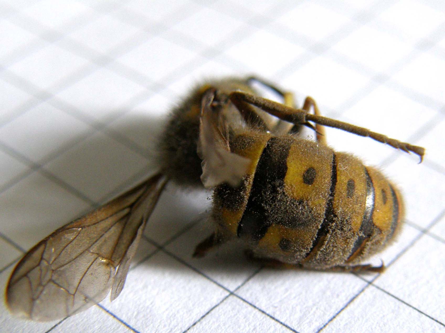 Vespula germanica (Vespidae)