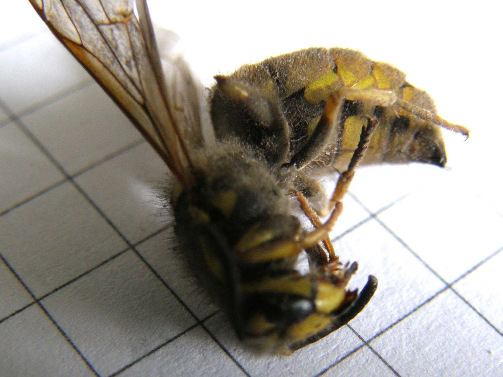 Vespula germanica (Vespidae)