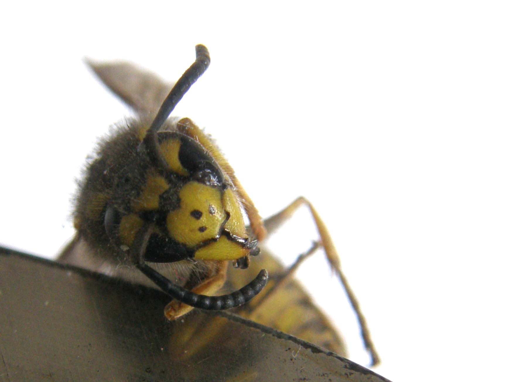 Vespula germanica (Vespidae)