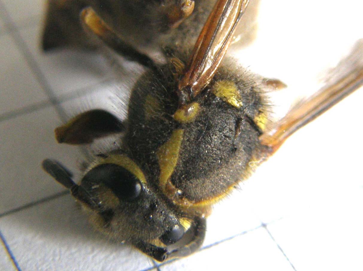 Vespula germanica (Vespidae)