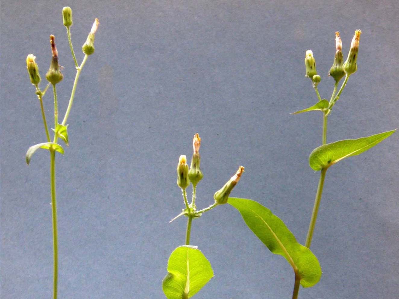 Sonchus oleraceus / Grespino comune