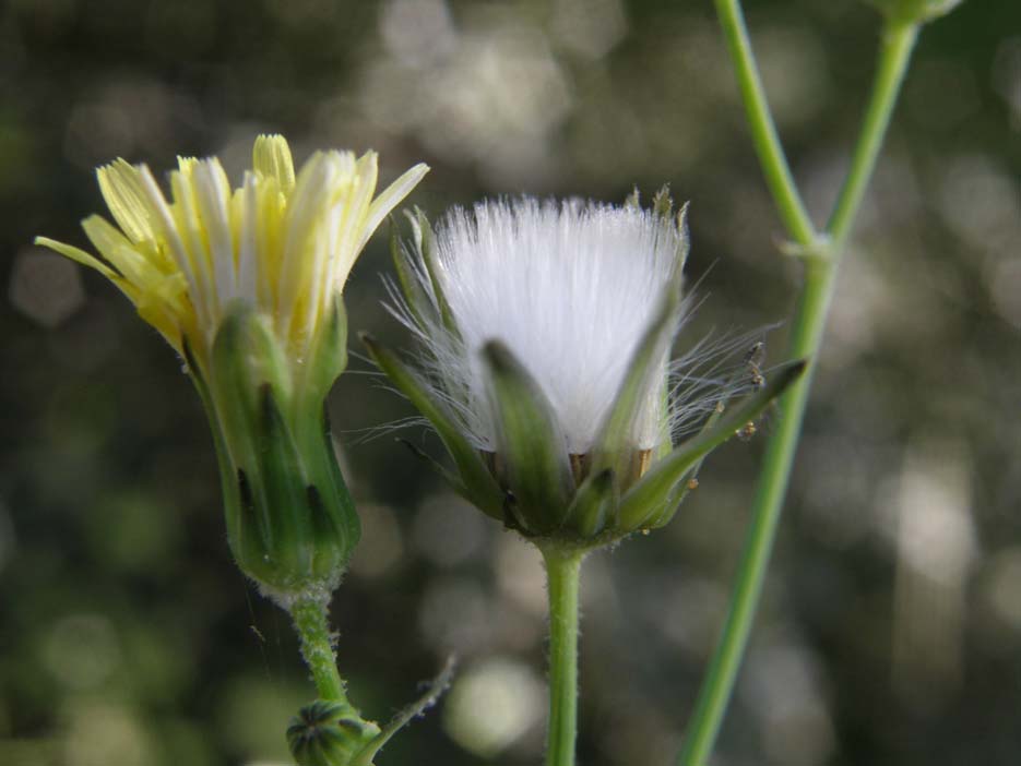 Sonchus oleraceus / Grespino comune