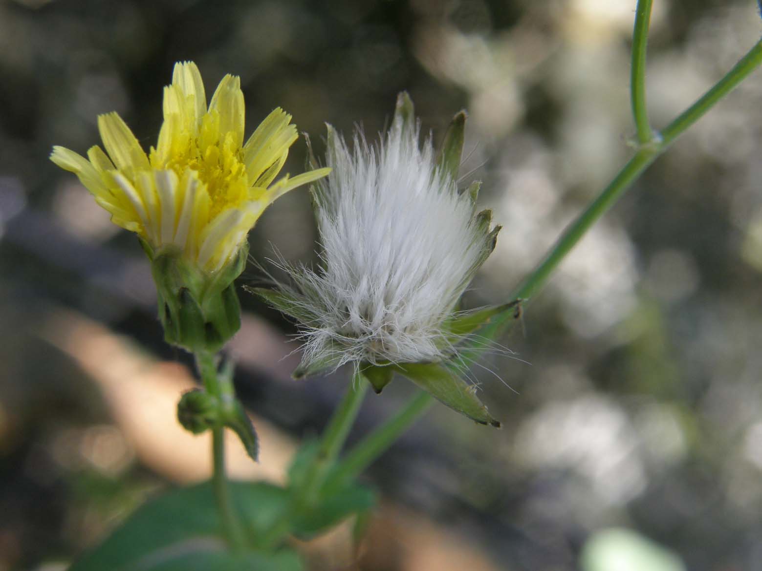 Sonchus oleraceus / Grespino comune