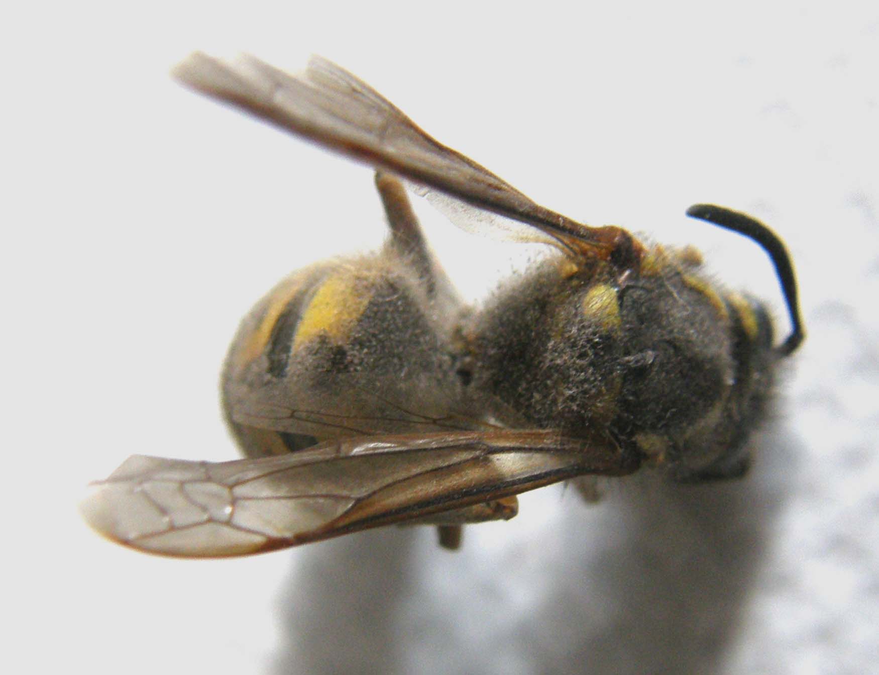 Vespula germanica (Vespidae)