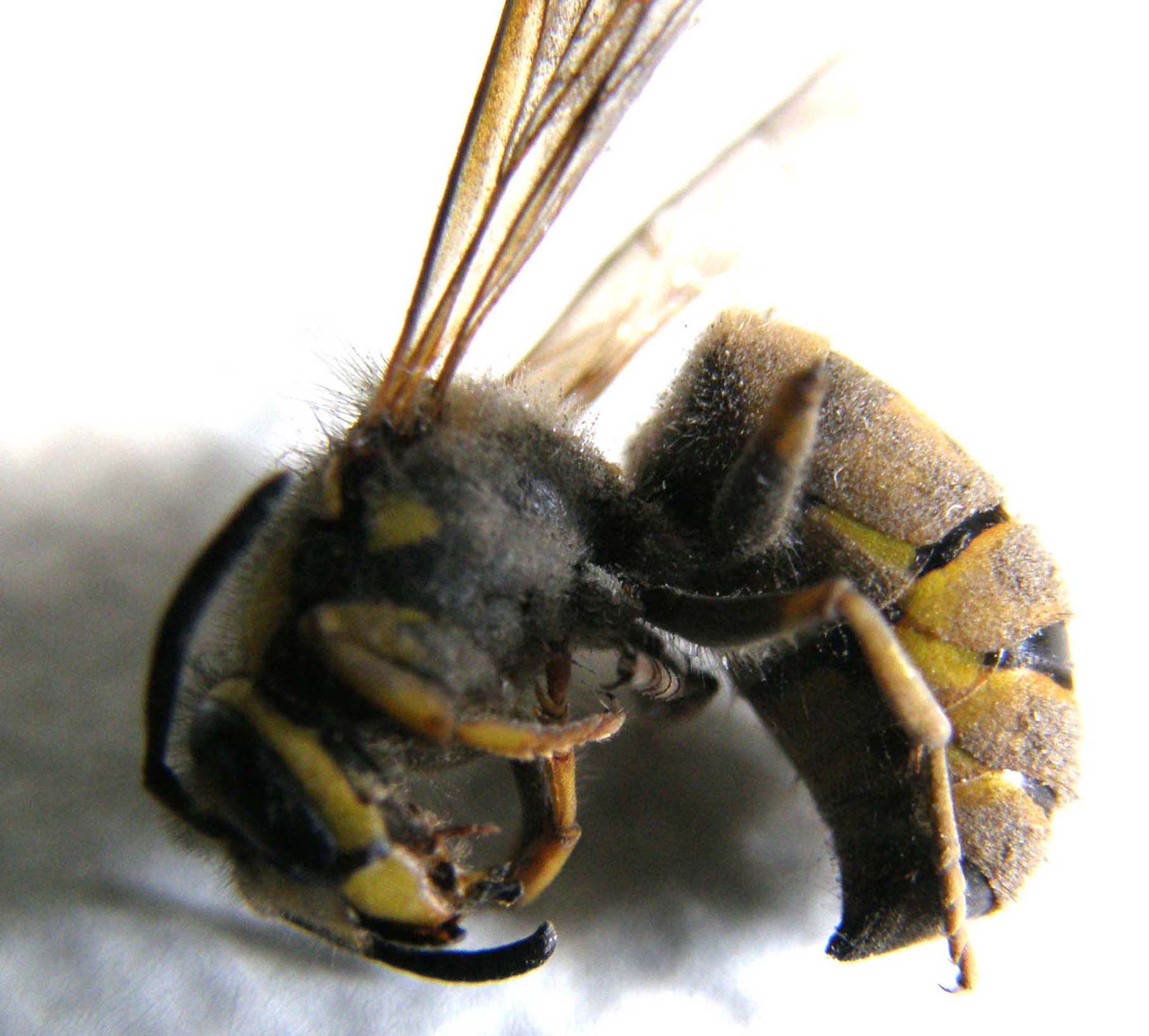 Vespula germanica (Vespidae)