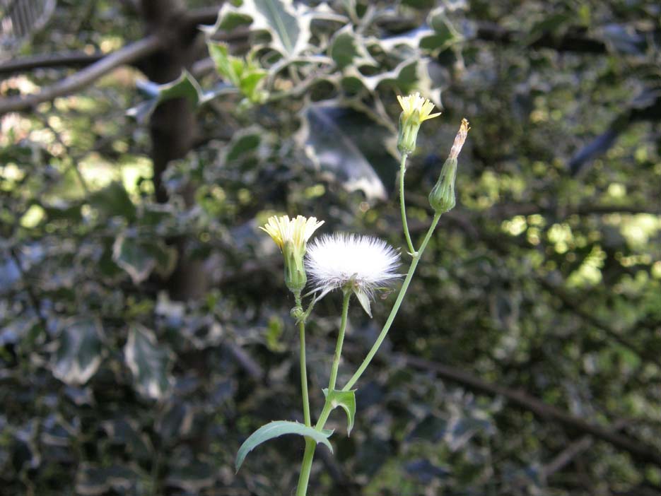 Sonchus oleraceus / Grespino comune