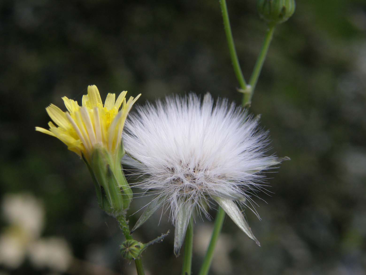 Sonchus oleraceus / Grespino comune