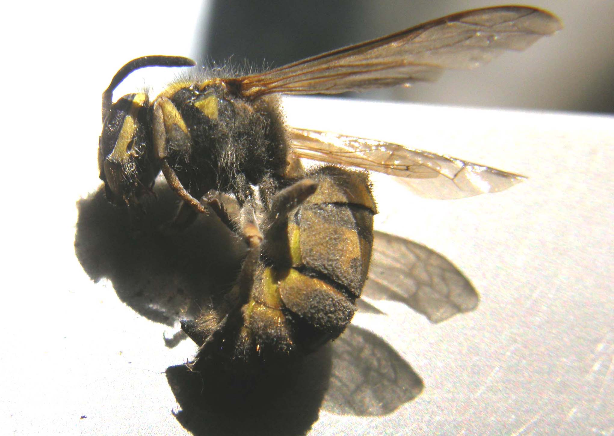 Vespula germanica (Vespidae)