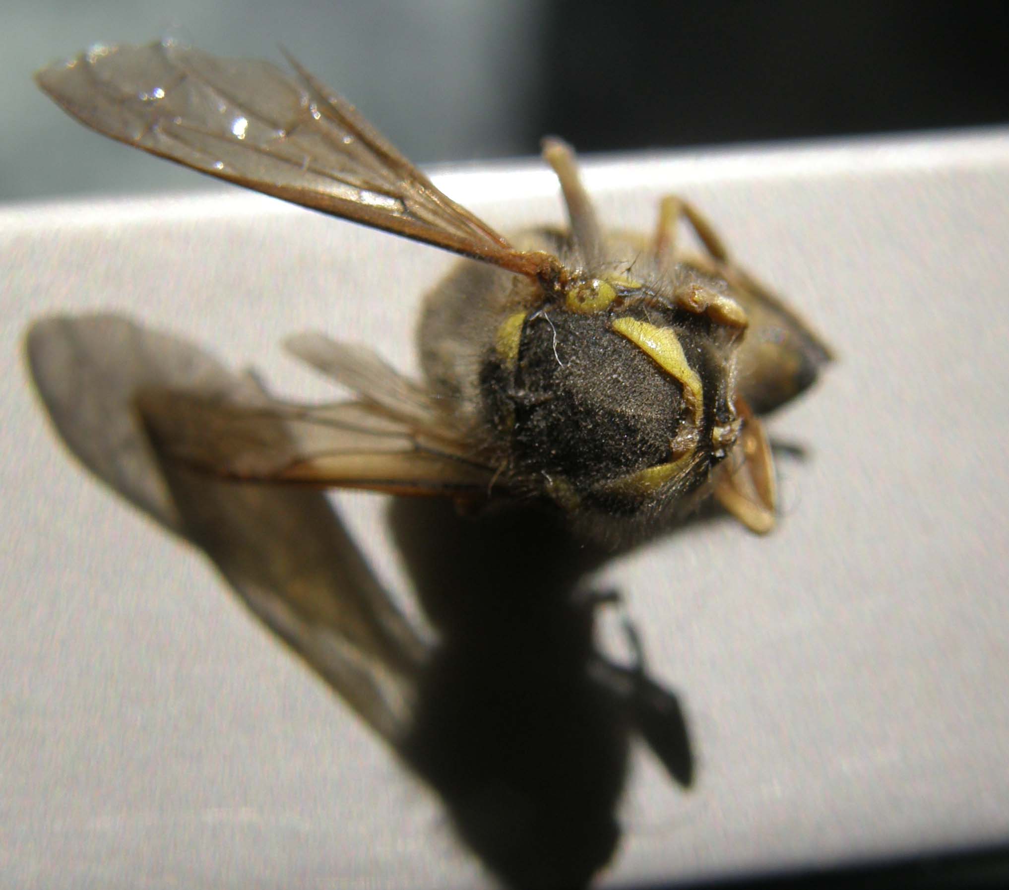 Vespula germanica (Vespidae)