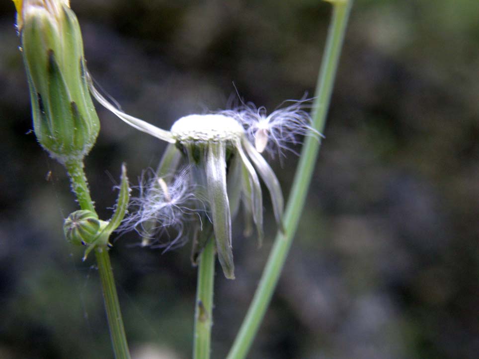 Sonchus oleraceus / Grespino comune