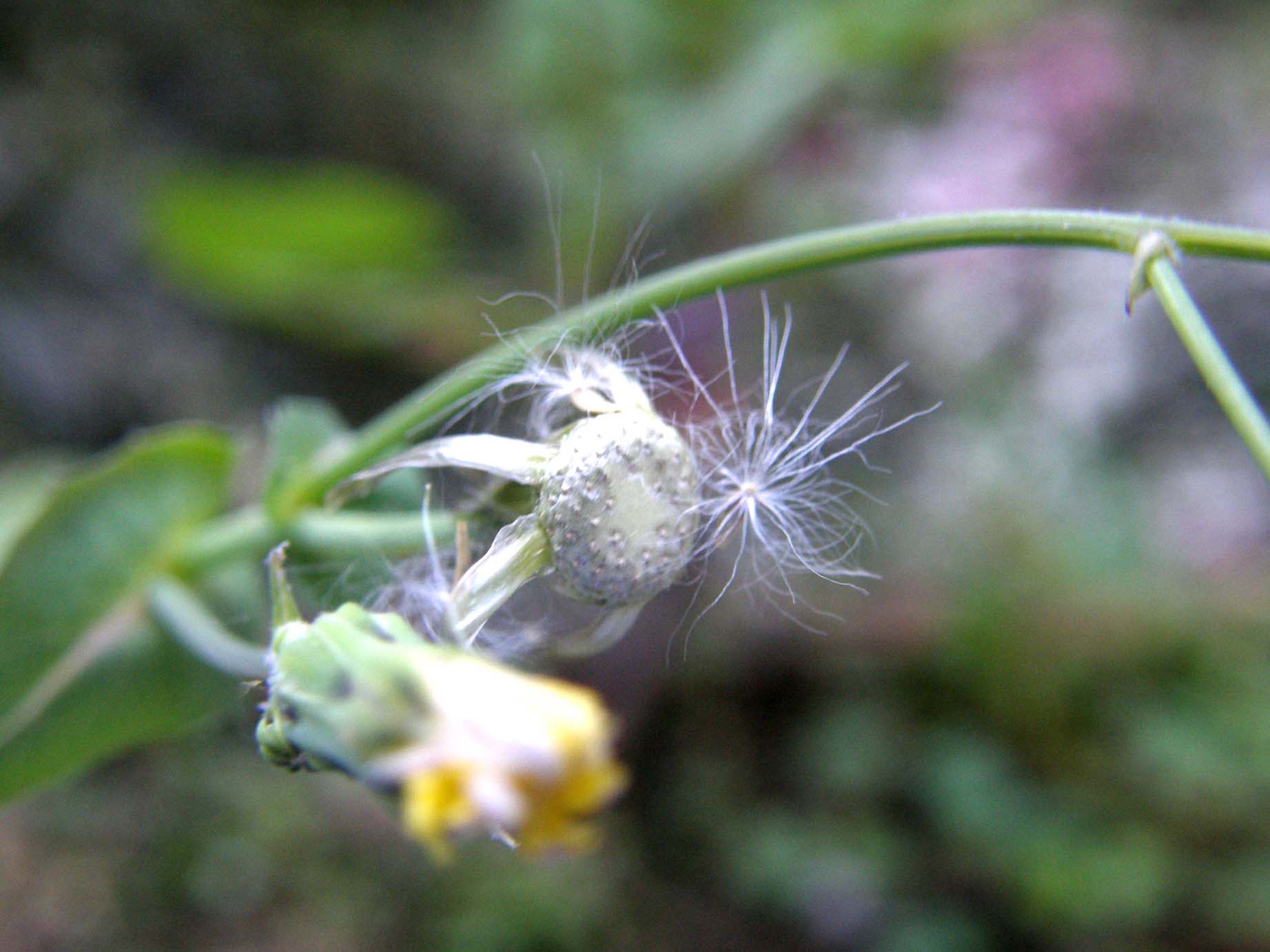 Sonchus oleraceus / Grespino comune