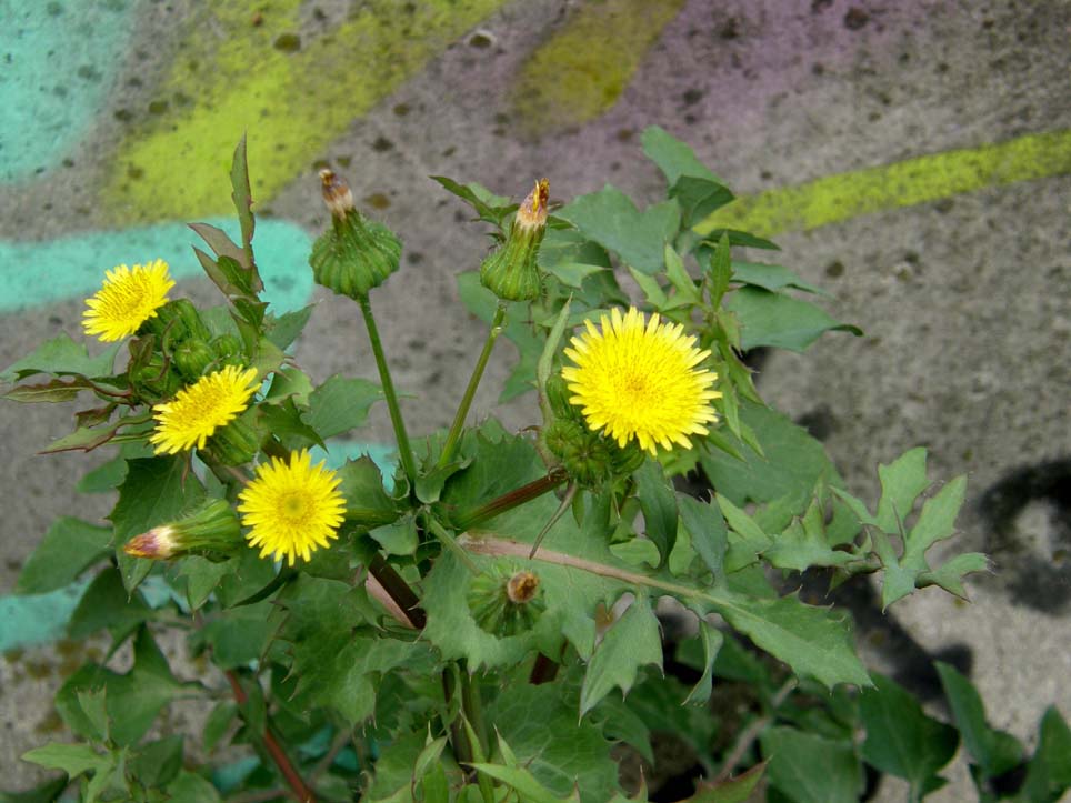 Sonchus oleraceus (con in mezzo acheni di S. asper)