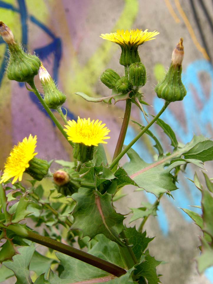 Sonchus oleraceus (con in mezzo acheni di S. asper)