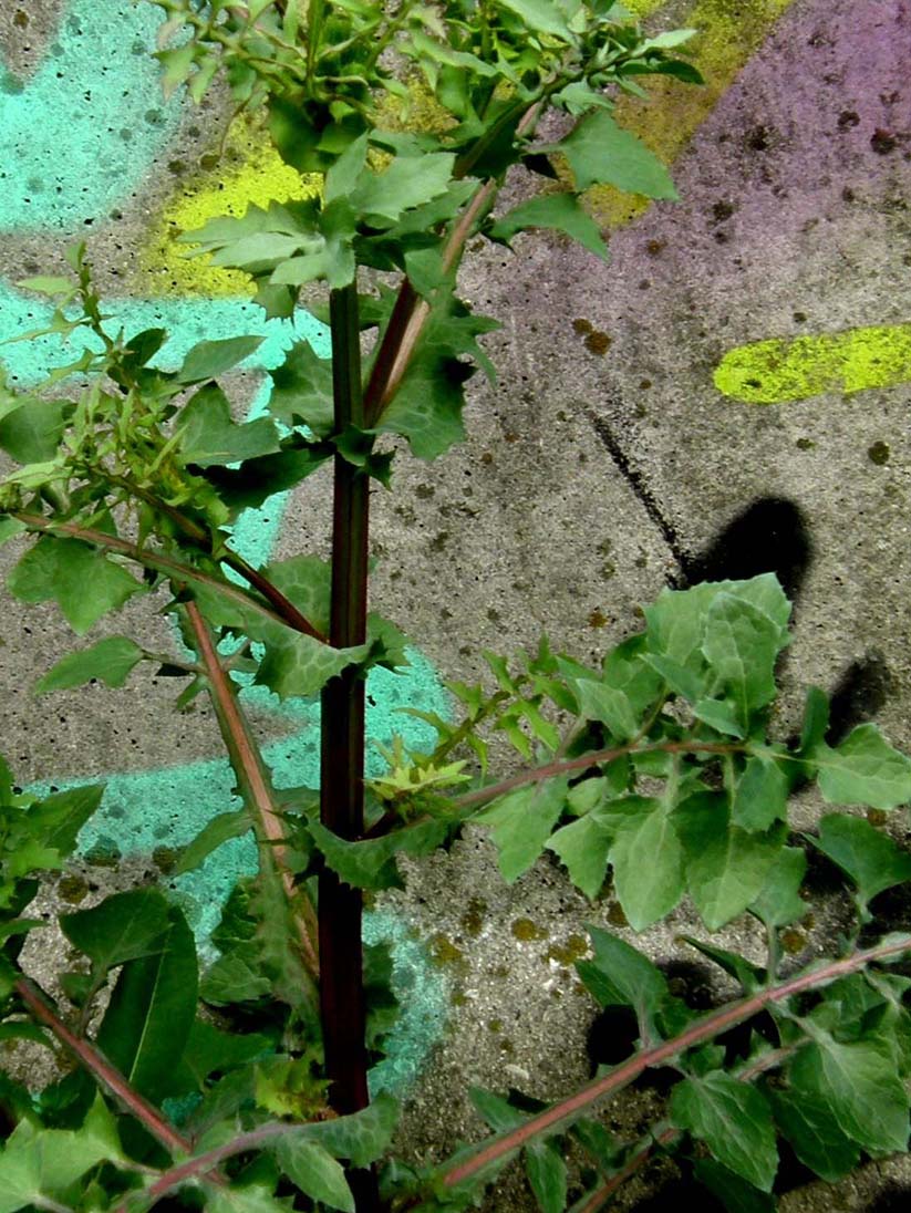 Sonchus oleraceus (con in mezzo acheni di S. asper)