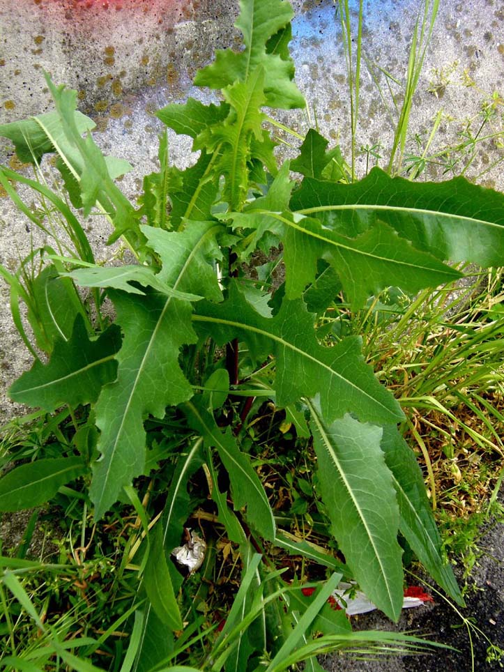 Lactuca sativa subsp. serriola, foglie