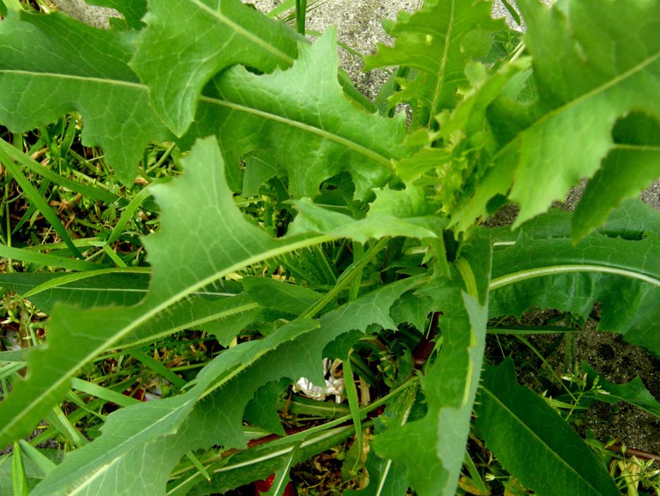 Lactuca sativa subsp. serriola, foglie