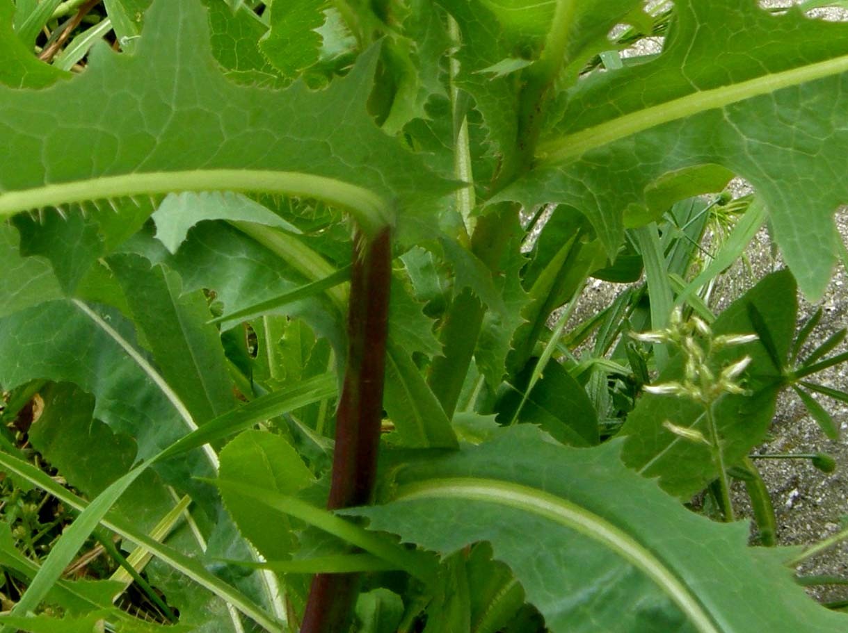 Lactuca sativa subsp. serriola, foglie