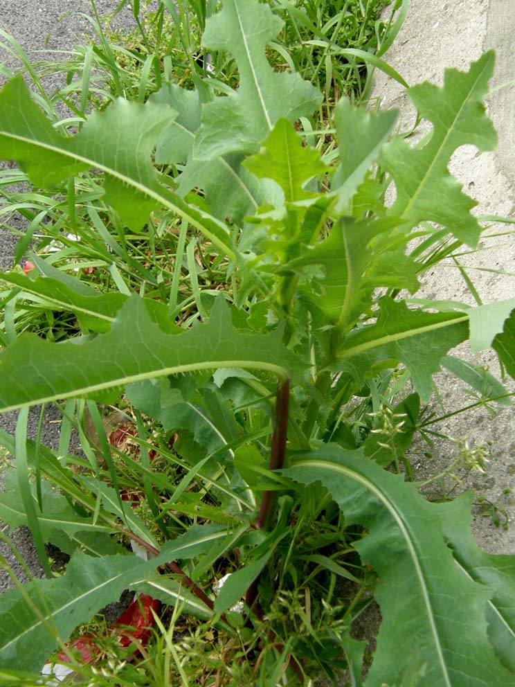 Lactuca sativa subsp. serriola, foglie