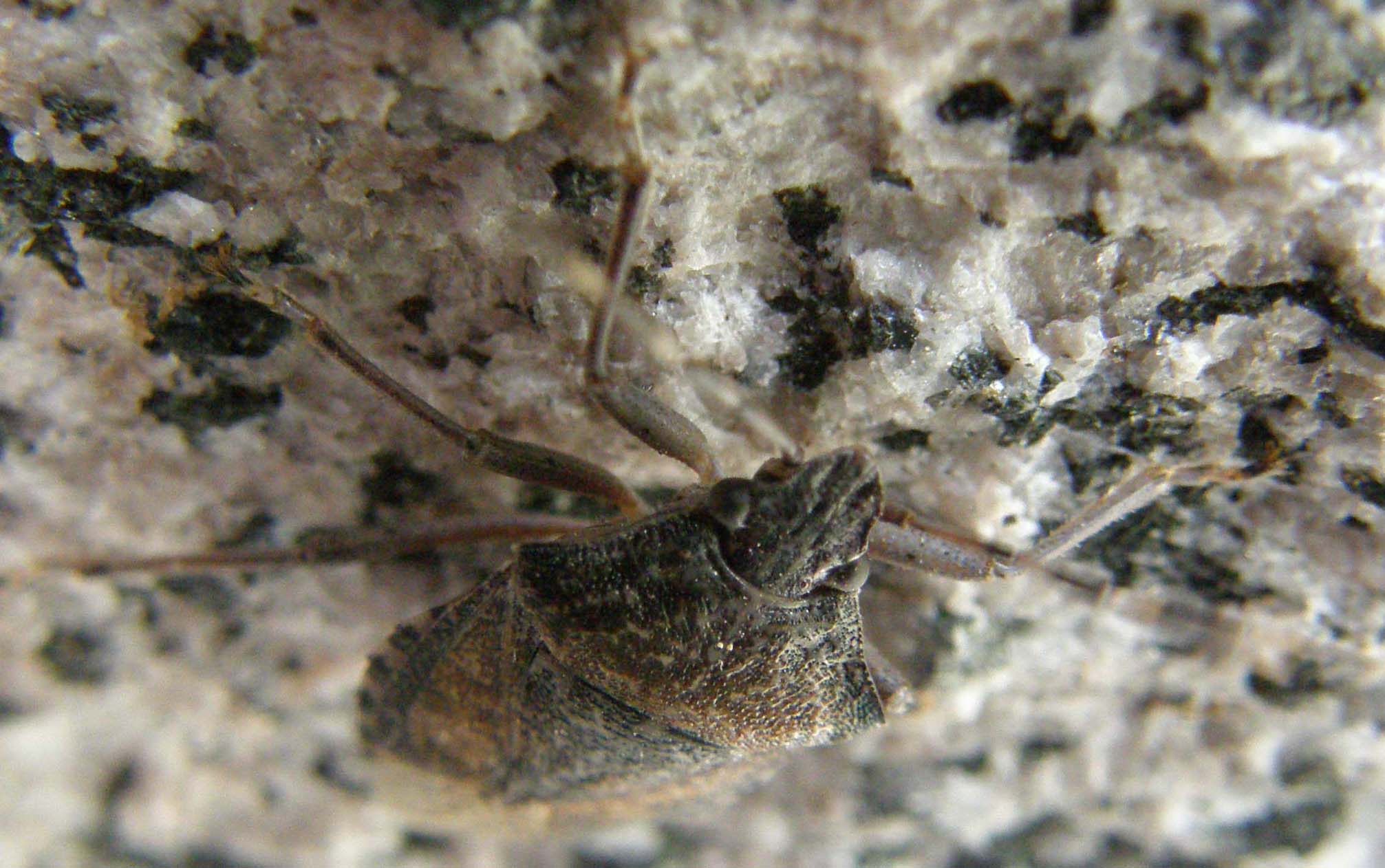 Un''altra Rhaphigaster nebulosa.