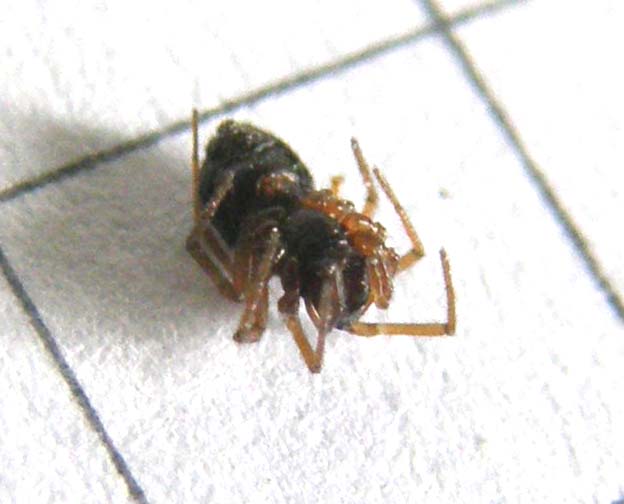 Linyphiidae