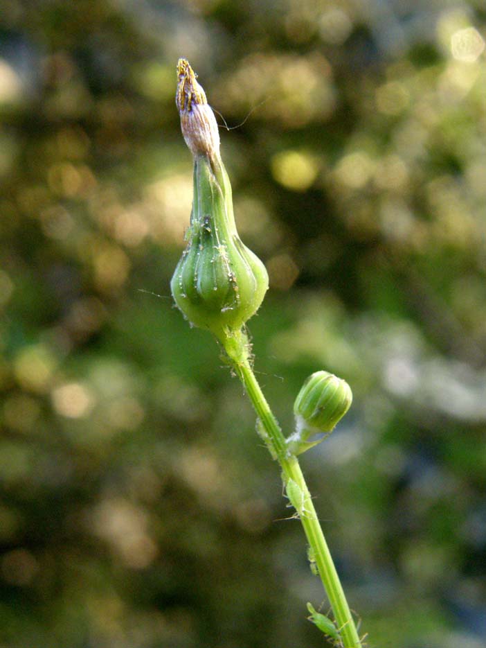 Sonchus oleraceus / Grespino comune