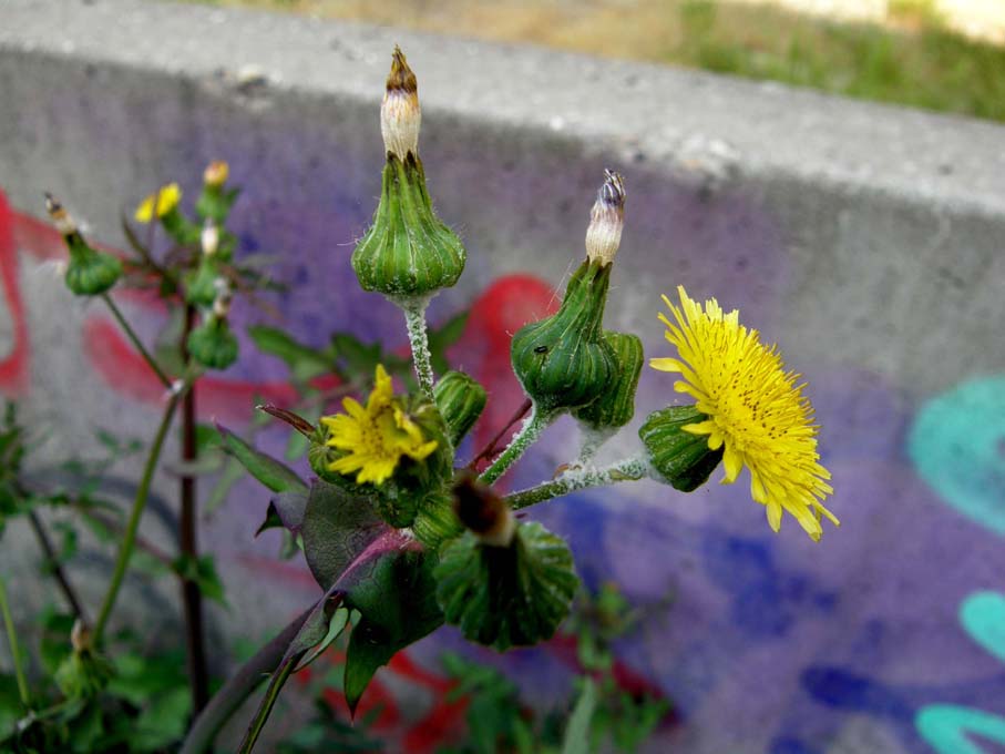 Sonchus oleraceus (con in mezzo acheni di S. asper)