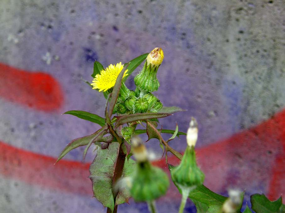 Sonchus oleraceus (con in mezzo acheni di S. asper)