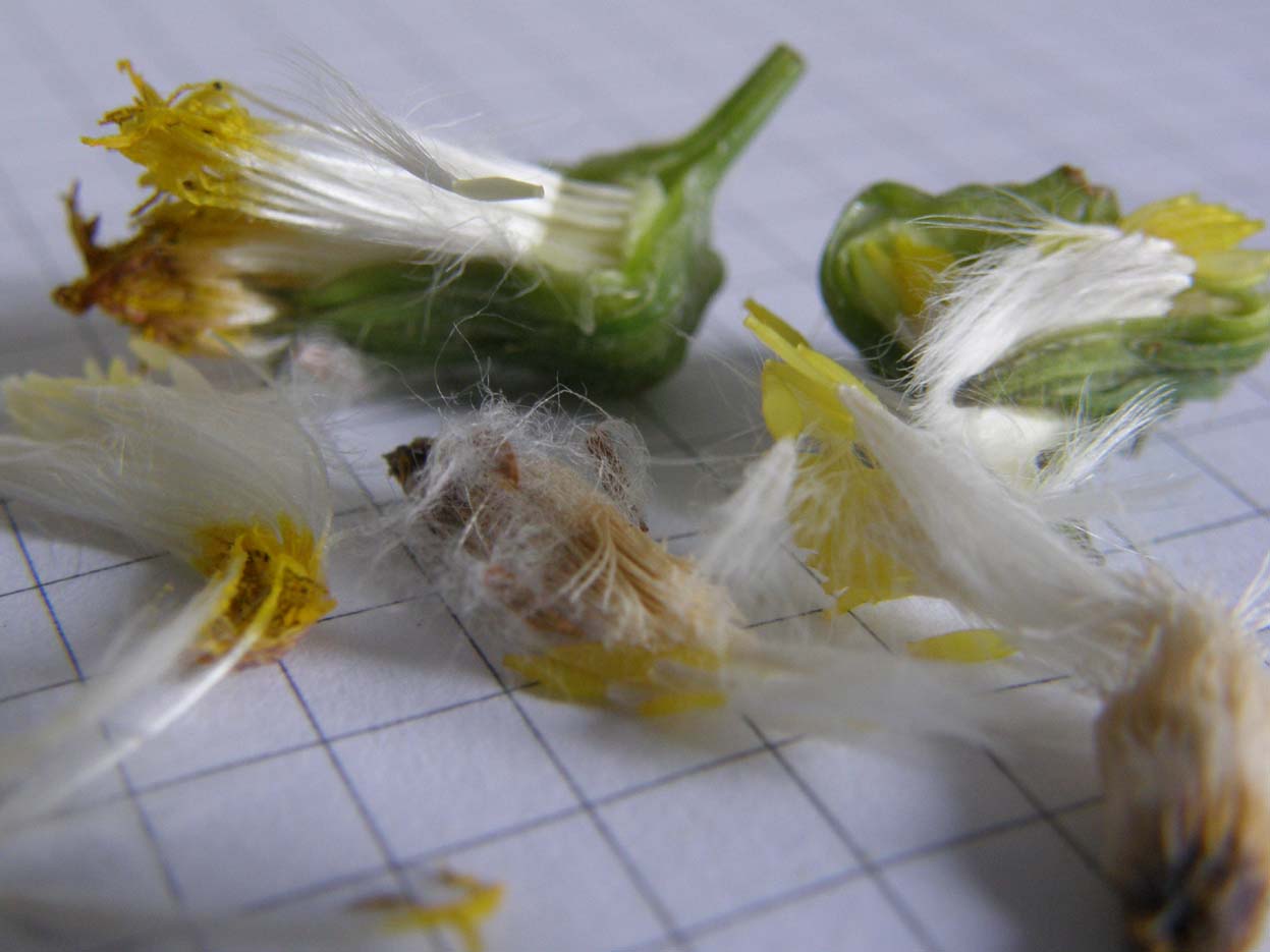 Sonchus oleraceus (con in mezzo acheni di S. asper)